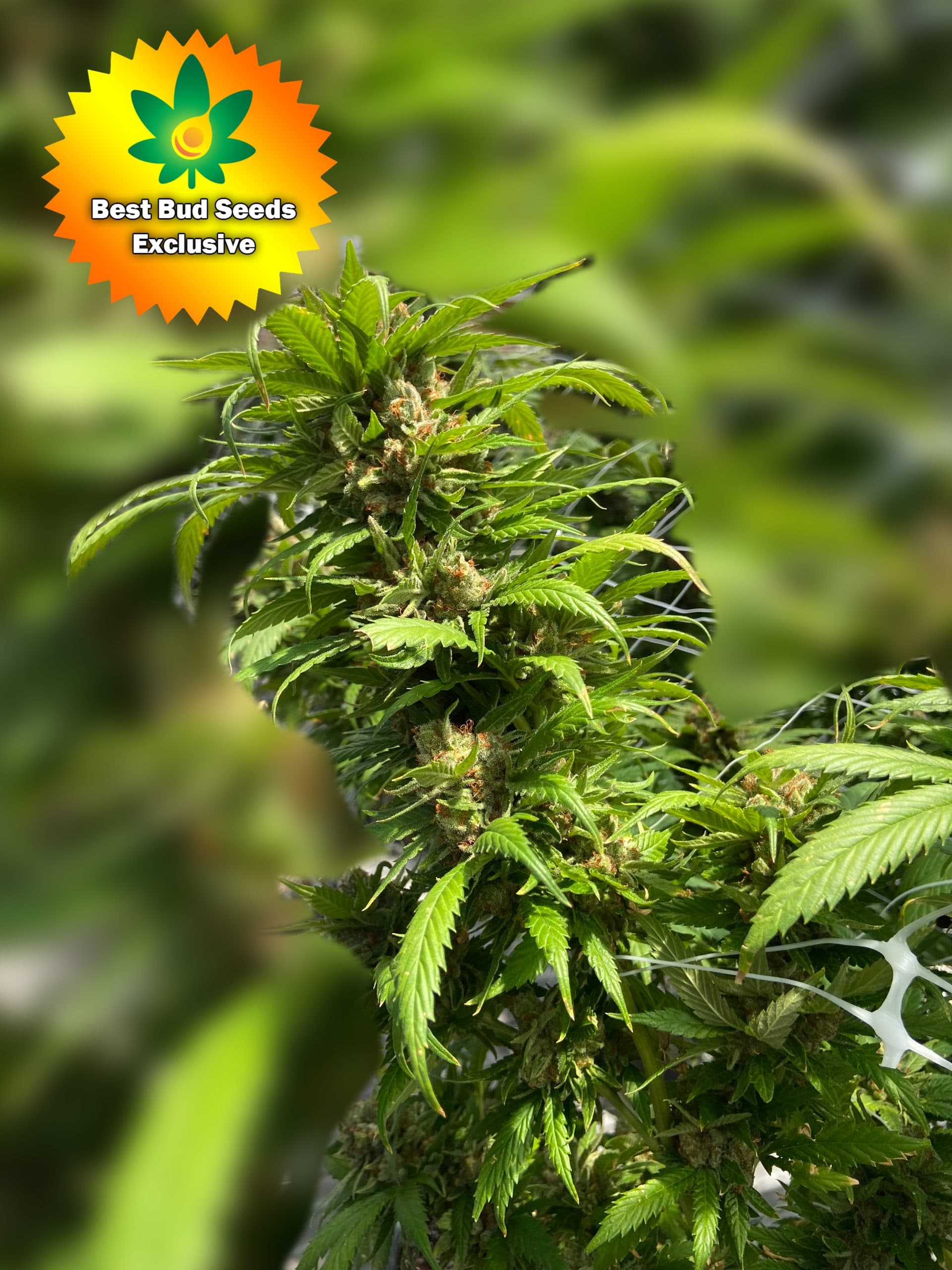 High THC Cannabis Seeds For Sale Online | Best Bud Seeds