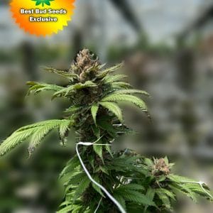 BBS New Plants Punch Your Face Off | Best Bud Seeds
