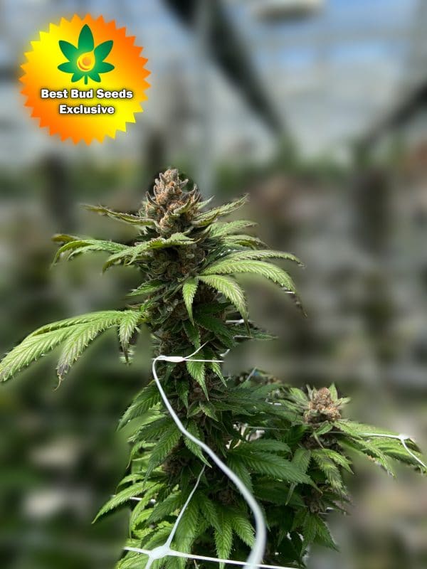 BBS New Plants Punch Your Face Off scaled | Best Bud Seeds