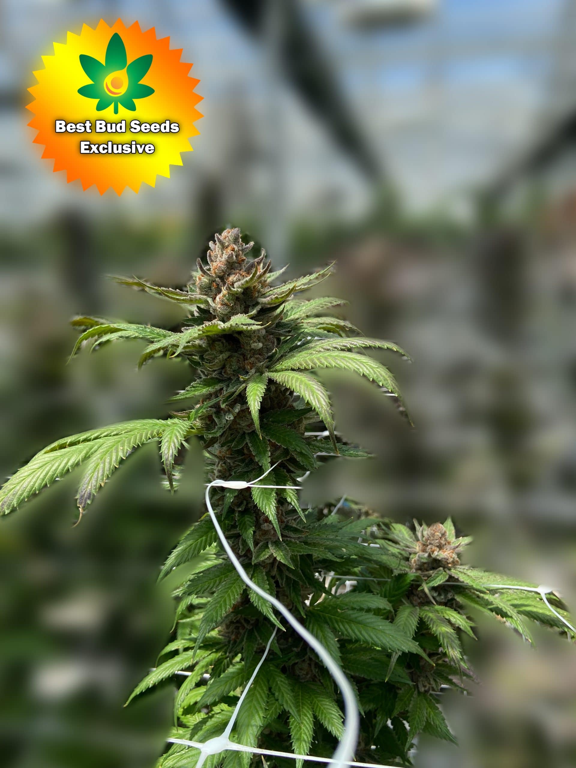 Featured image for “Punch Your Face Off (Triangle Kush x Faceoff X Purple Punch)”