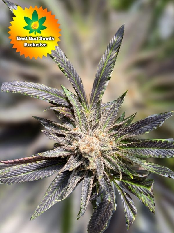 BBS New Plants Purple Punch scaled | Best Bud Seeds