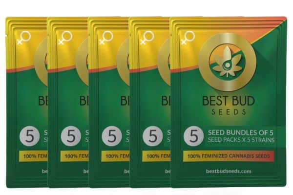BBS Seed Mockup 5 Pack 1 | Best Bud Seeds