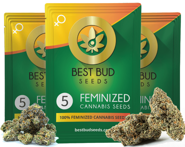Featured image for “Beginner Grow Marijuana Seed Bundle”