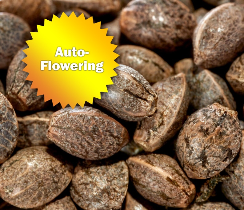 AutoFlowering Best Bud Seeds