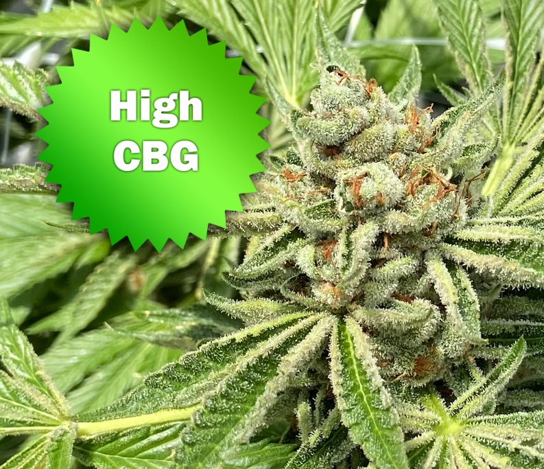 High CBG Cannabis Seeds For Sale Online | Best Bud Seeds