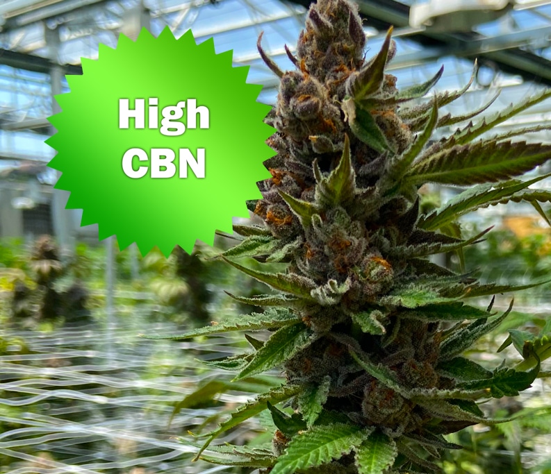 High CBN | Best Bud Seeds