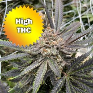 High THC