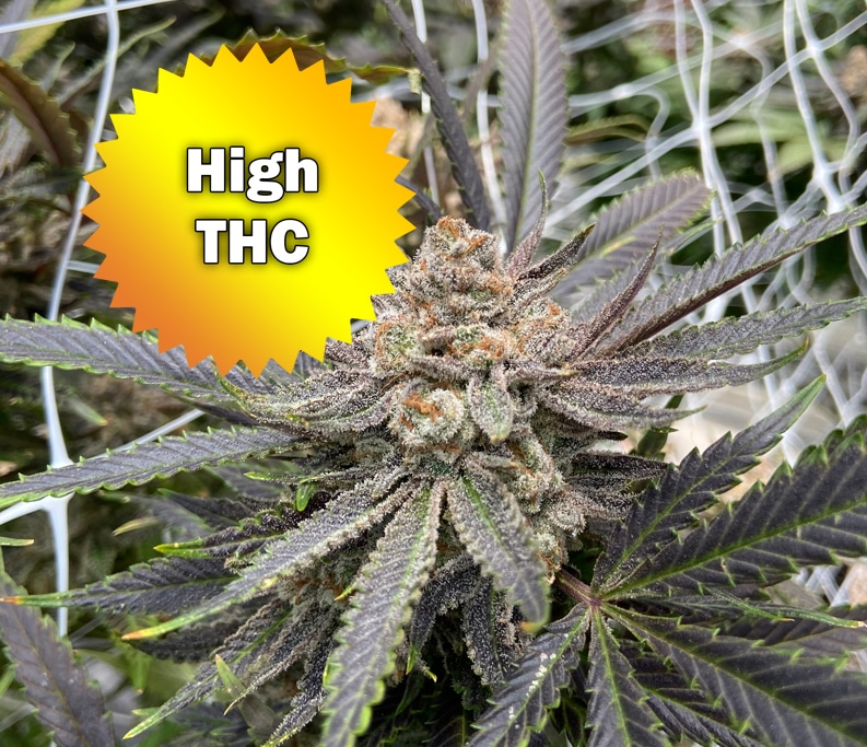 High THC Cannabis Seeds for Sale Online Best Bud Seeds