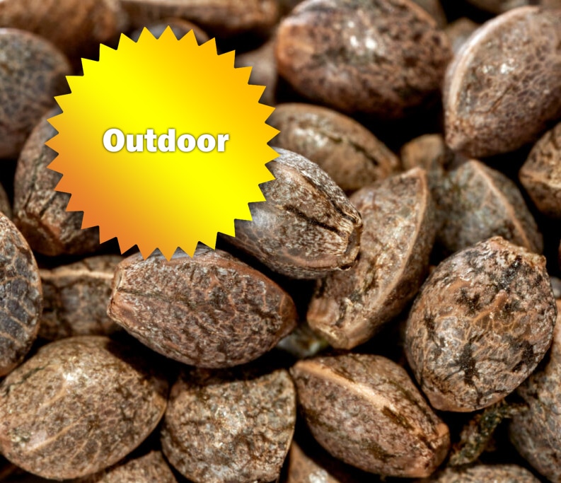 Outdoor Cannabis Seeds For Sale Online | Best Bud Seeds