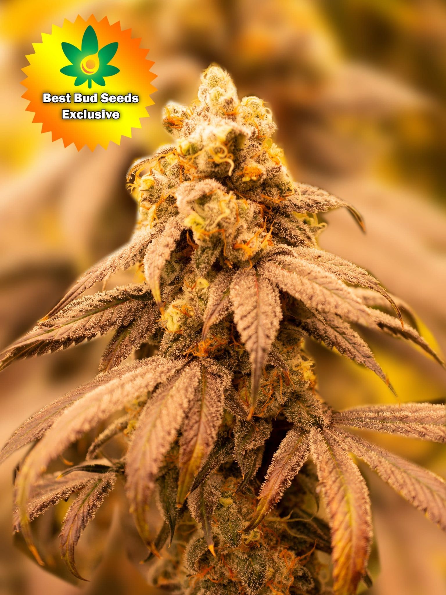 Alien Punch (GMO X Purple Punch) Marijuana Seeds | Best Bud Seeds