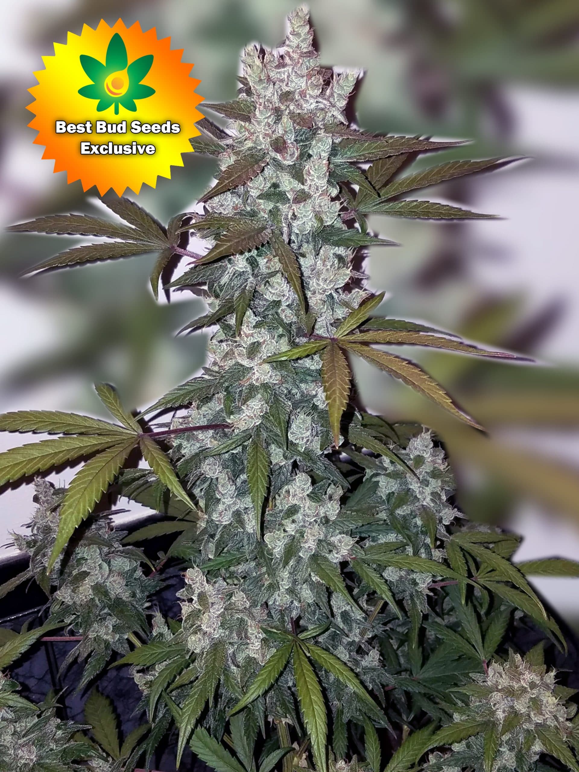 Featured image for “Animal Cookies (Girl Scout Cookies X Fire OG)”