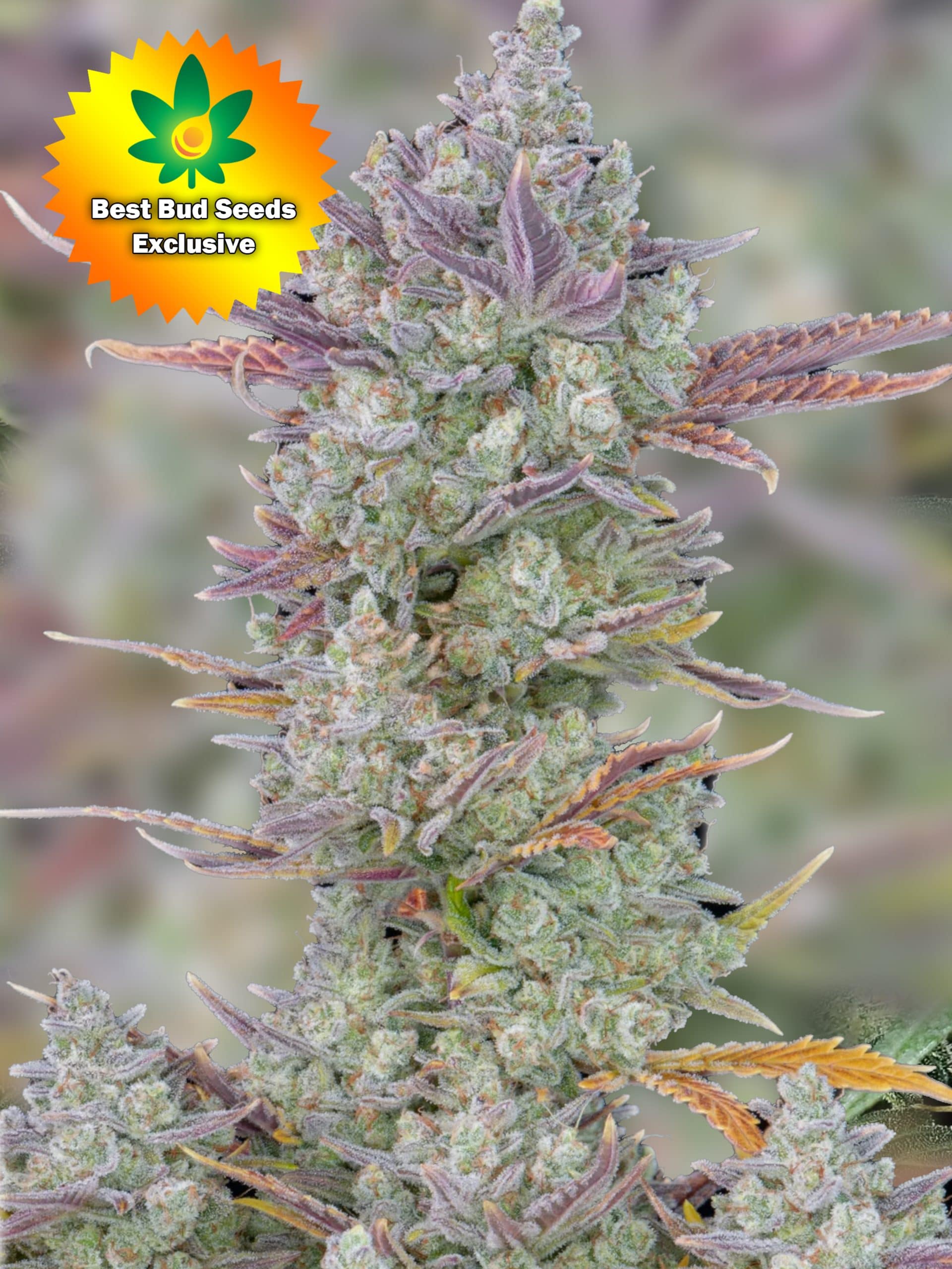 High THC Cannabis Seeds for Sale Online | Best Bud Seeds