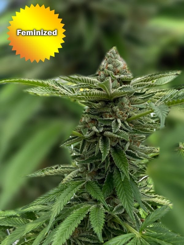 Best Bud Seeds Online Seed Bank CBC Feminized scaled | Best Bud Seeds