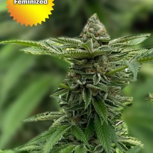 Best Bud Seeds Online Seed Bank CBC Feminized scaled 2 2 | Best Bud Seeds