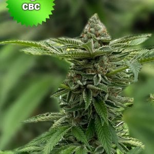 Best Bud Seeds Online Seed Bank CBC Seeds | Best Bud Seeds