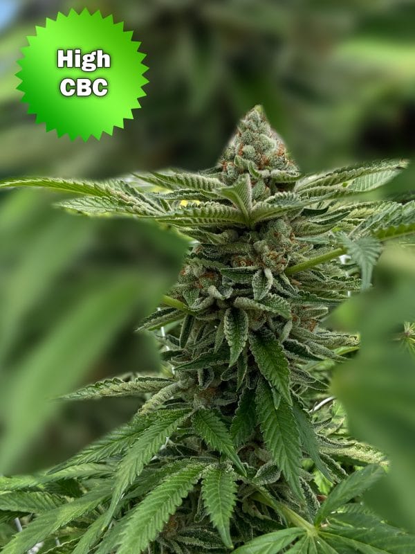 Best Bud Seeds Online Seed Bank CBC Seeds scaled | Best Bud Seeds