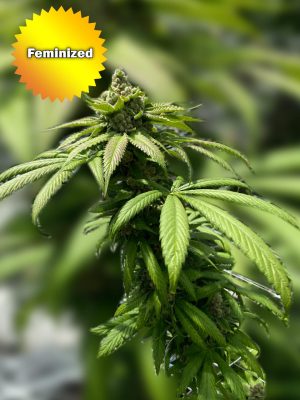 CBC BaOx II Feminized Marijuana Seeds | Best Bud Seeds