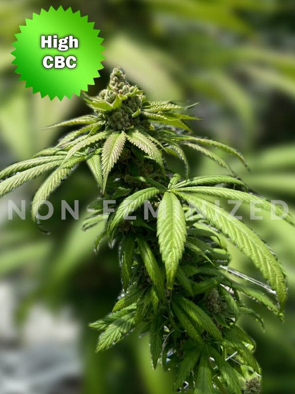 Best Bud Seeds Online Seed Bank CBD Ba Ox non feminized scaled | Best Bud Seeds