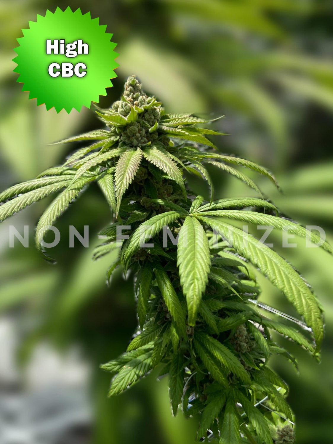 CBC BaOx II Non-Feminized Marijuana Seeds | Best Bud Seeds