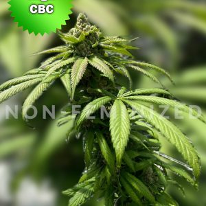 Best Bud Seeds Online Seed Bank CBD Ba Ox non feminized scaled 2 2 | Best Bud Seeds