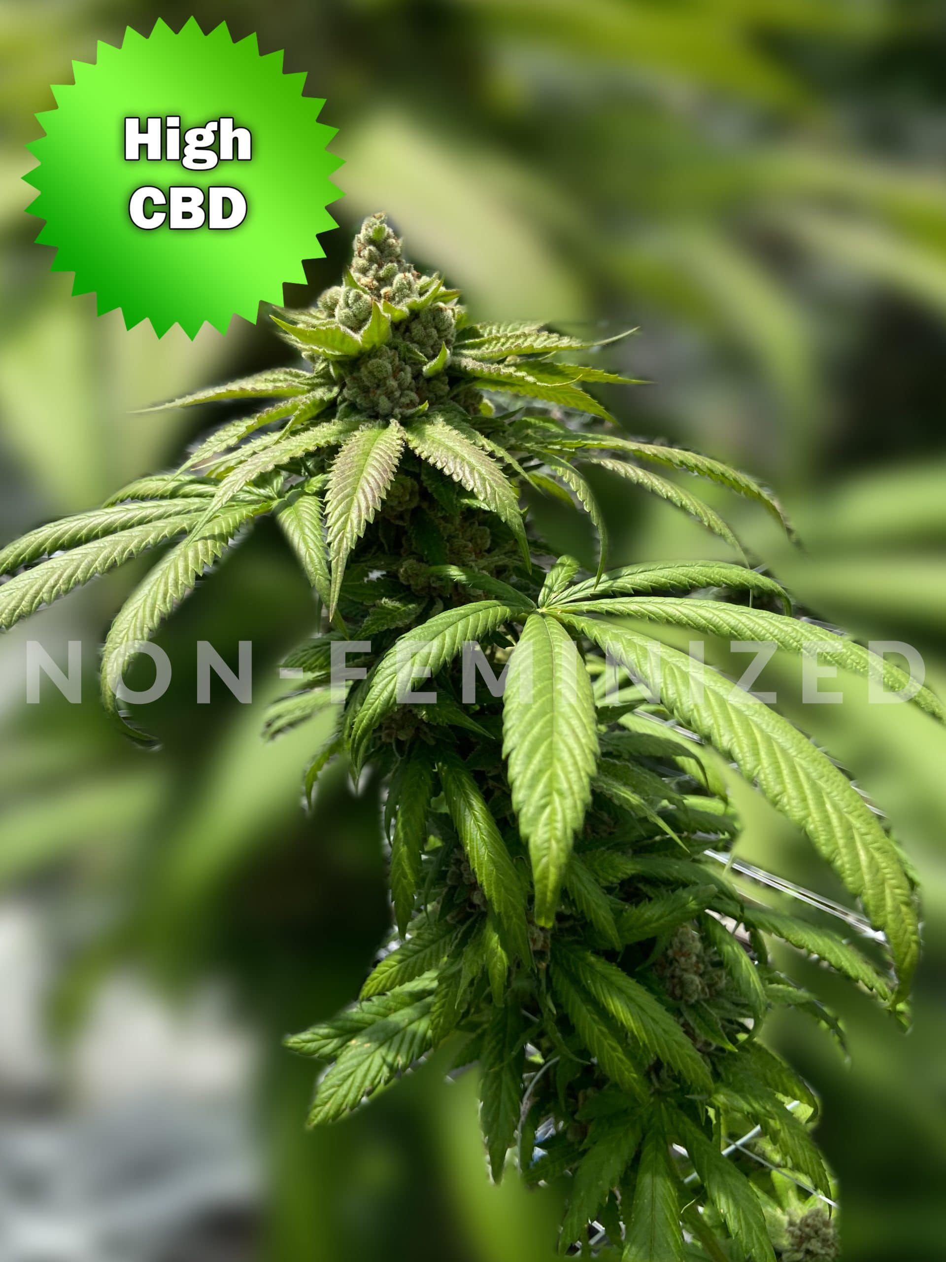 Best Bud Seeds Online Seed Bank CBD Ba Ox non feminized 02 scaled 2 2 | Best Bud Seeds