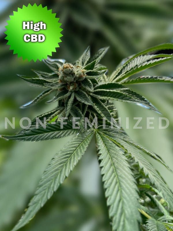 Best Bud Seeds Online Seed Bank CBD Cherry non feminized scaled | Best Bud Seeds