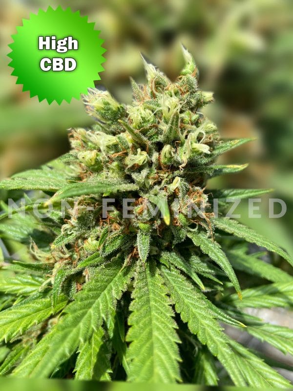 Best Bud Seeds Online Seed Bank CBD Otto ii Non Feminized scaled | Best Bud Seeds