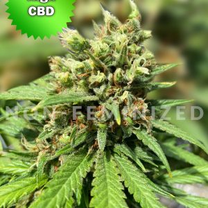 Best Bud Seeds Online Seed Bank CBD Otto ii Non Feminized scaled 2 2 | Best Bud Seeds