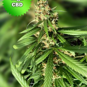 Best Bud Seeds Online Seed Bank CBD Sour scaled 2 2 | Best Bud Seeds