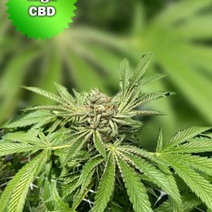 Best Bud Seeds Online Seed Bank CBD Spectrum | Best Bud Seeds