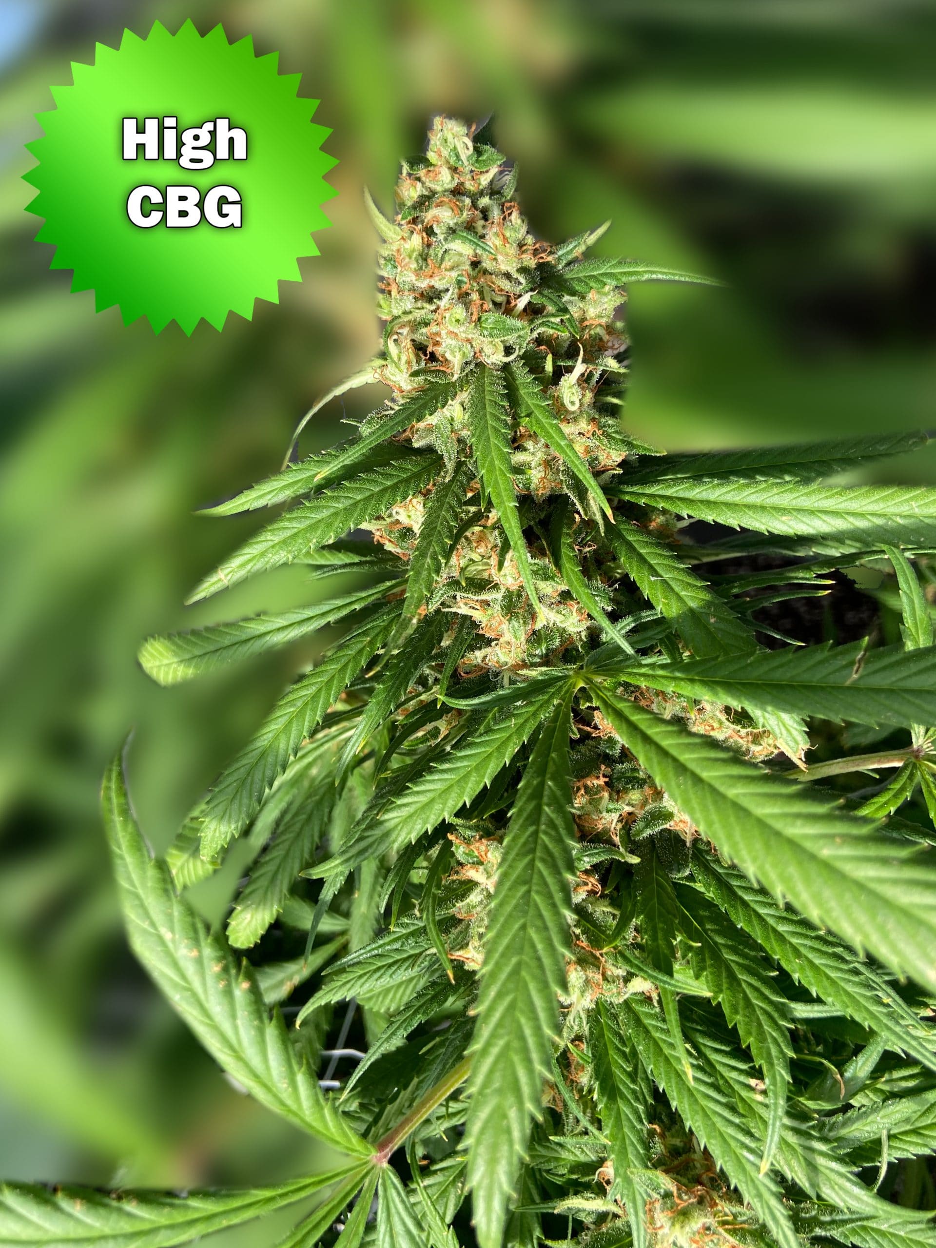 Featured image for “CBG Sour”