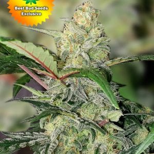 Best Bud Seeds Online Seed Bank Chemical Cookeis | Best Bud Seeds