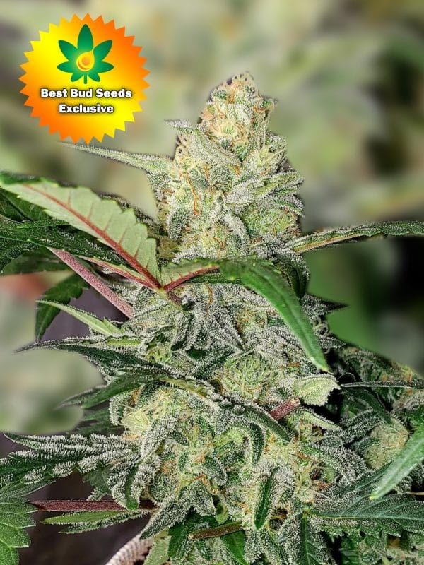 Best Bud Seeds Online Seed Bank Chemical Cookeis scaled | Best Bud Seeds