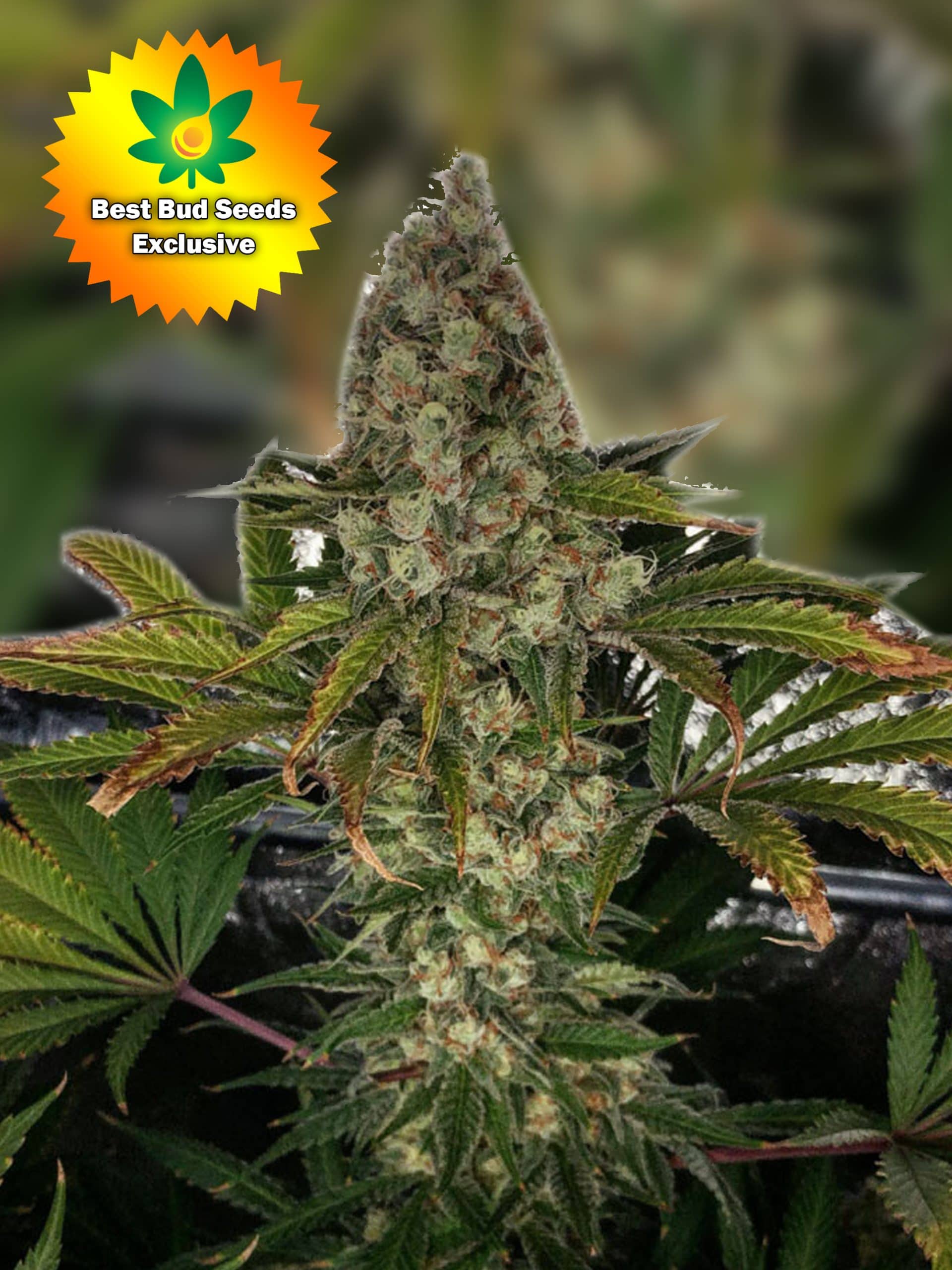 Featured image for “Cookie Breath (Dosidos X Animal Cookies)”
