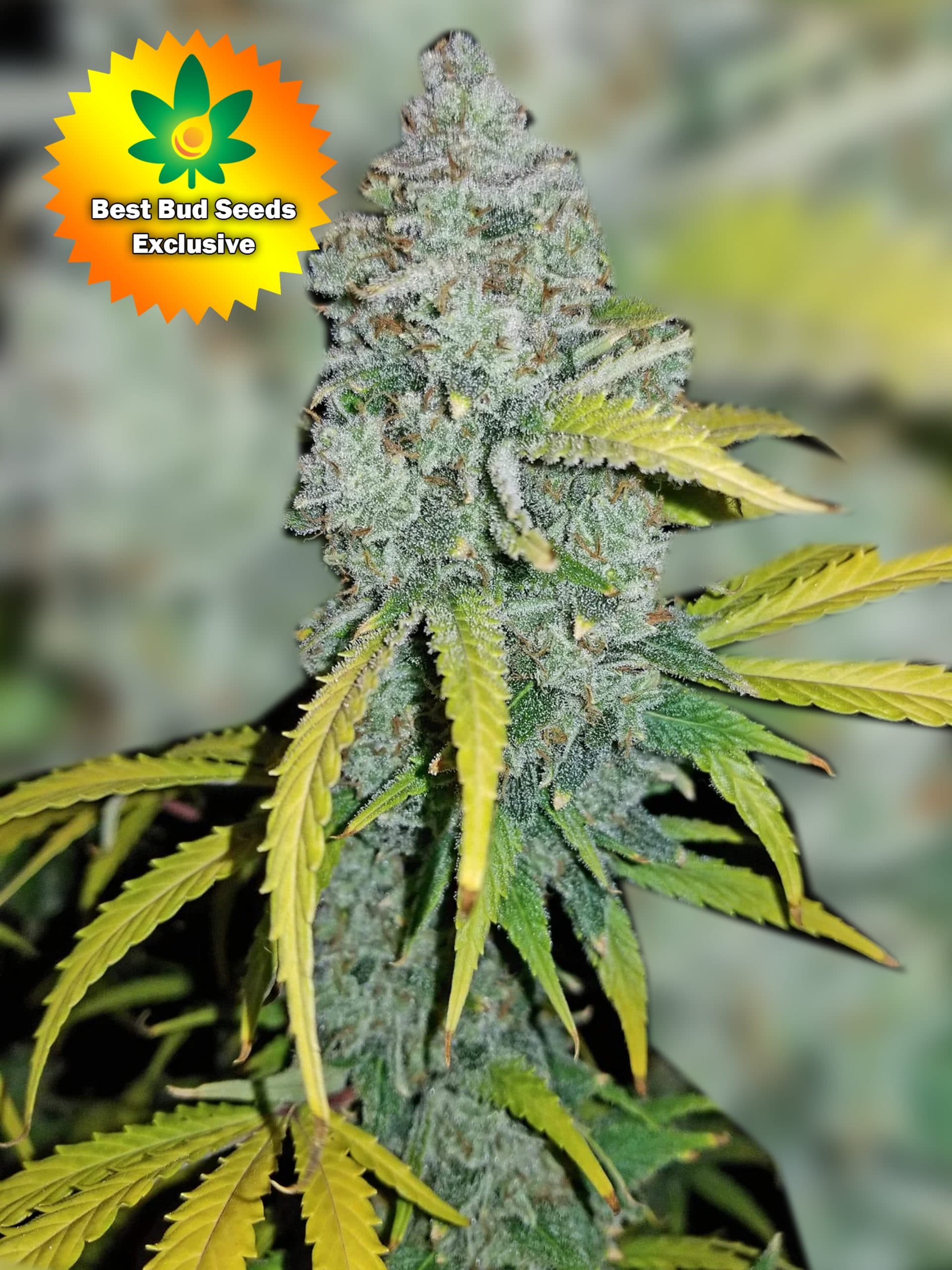 Featured image for “Cookie Dream (Blue Dream X Animal Cookies)”