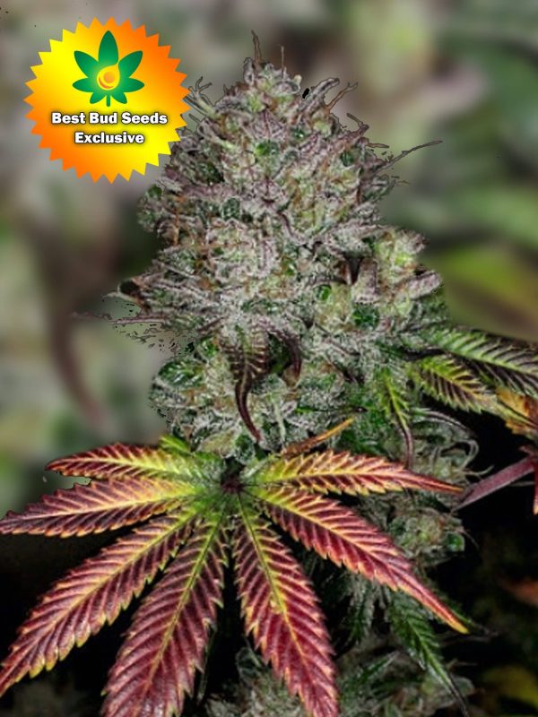 Best Bud Seeds Online Seed Bank Cookies and Cream scaled 2 2 | Best Bud Seeds