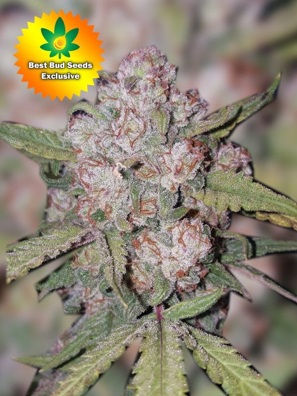 Best Bud Seeds Online Seed Bank Dawg Biscuits scaled | Best Bud Seeds