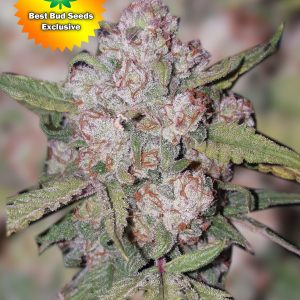 Best Bud Seeds Online Seed Bank Dawg Biscuits scaled 2 2 | Best Bud Seeds