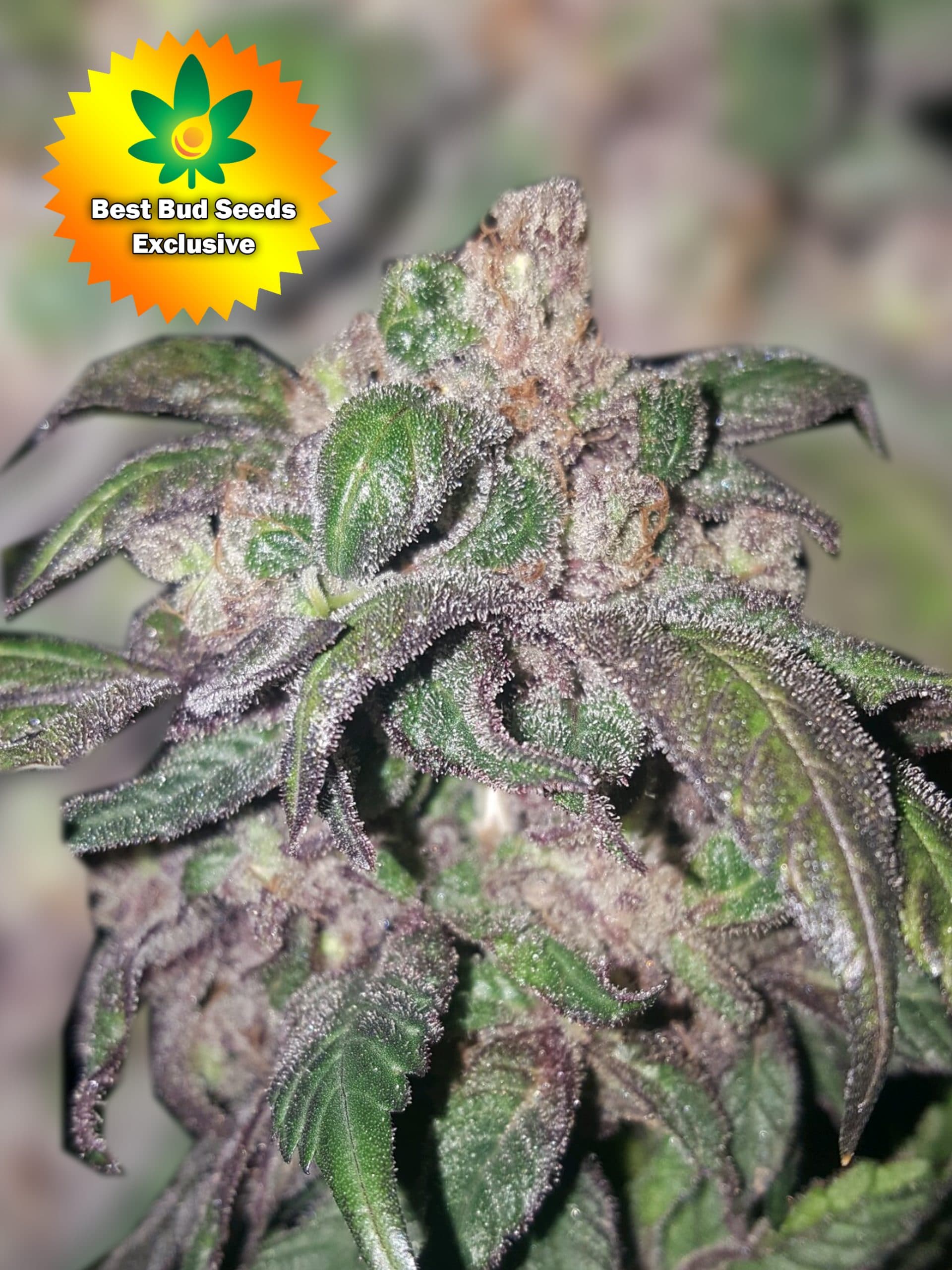 Featured image for “Florida Cookies (Shoreline OG X Animal Cookies)”
