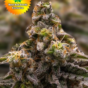 Best Bud Seeds Online Seed Bank Mac Attack scaled 2 2 | Best Bud Seeds