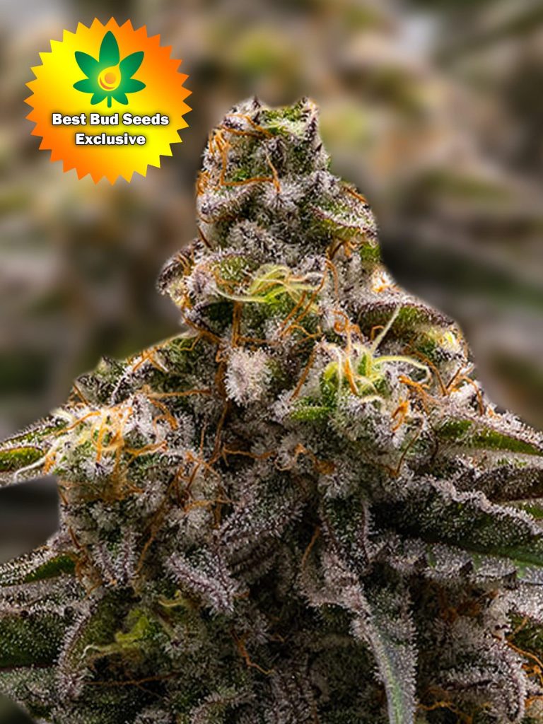 Mac Attack (MAC1 X Animal Cookies) Marijuana Seeds