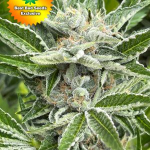 Best Bud Seeds Online Seed Bank Punch Your Face Off | Best Bud Seeds