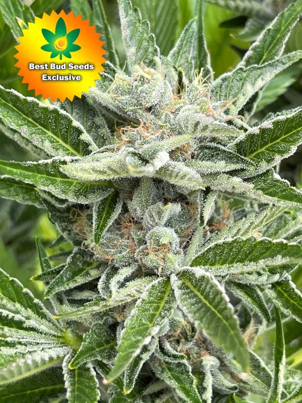 Best Bud Seeds Online Seed Bank Punch Your Face Off scaled | Best Bud Seeds
