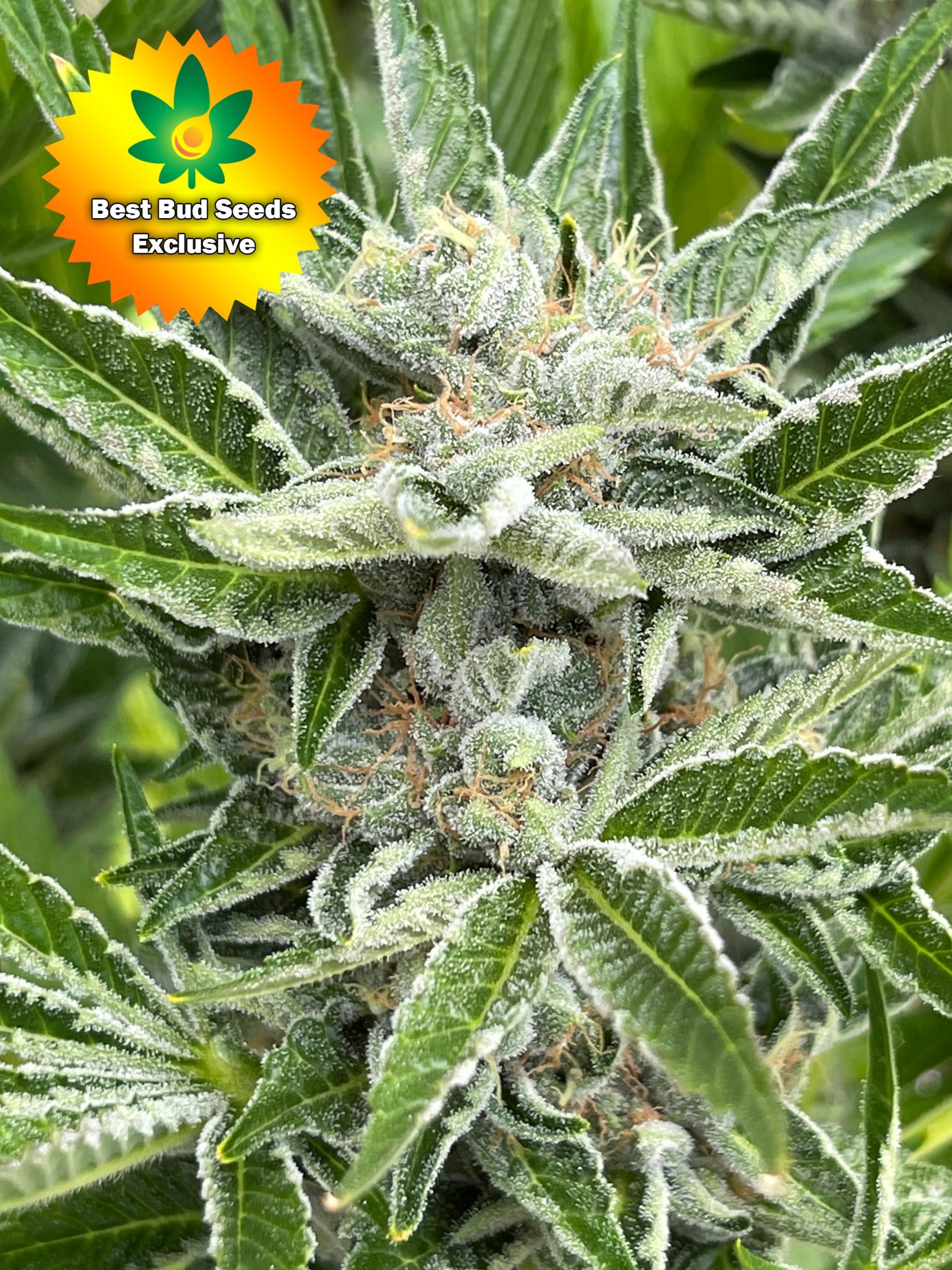 Featured image for “Punch Your Face Off (Triangle Kush x Faceoff X Purple Punch)”