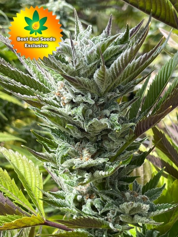 Best Bud Seeds Online Seed Bank Purple Punch scaled | Best Bud Seeds