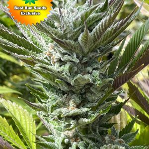 Best Bud Seeds Online Seed Bank Purple Punch scaled 2 2 | Best Bud Seeds