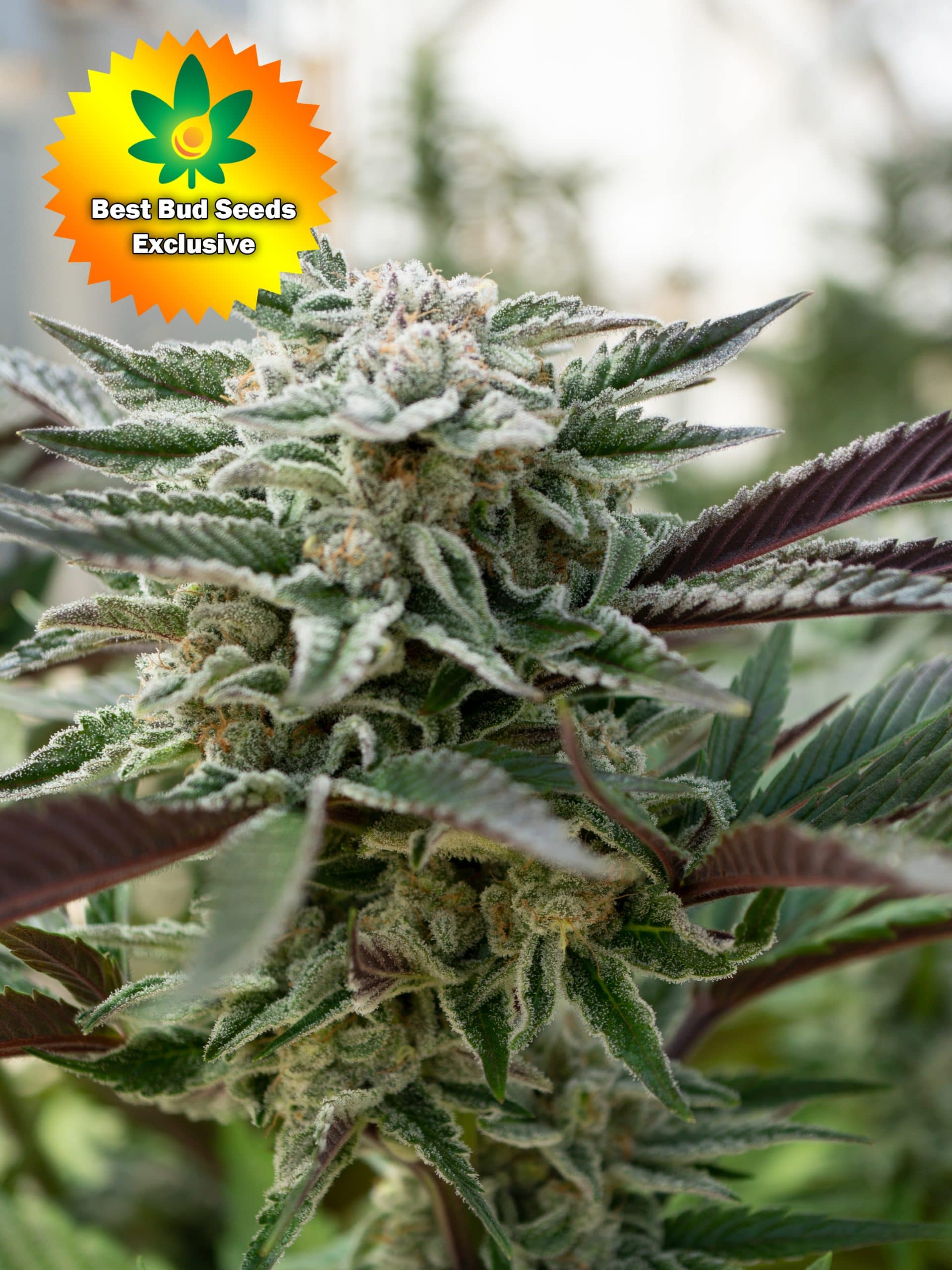 High THC Cannabis Seeds For Sale Online | Best Bud Seeds