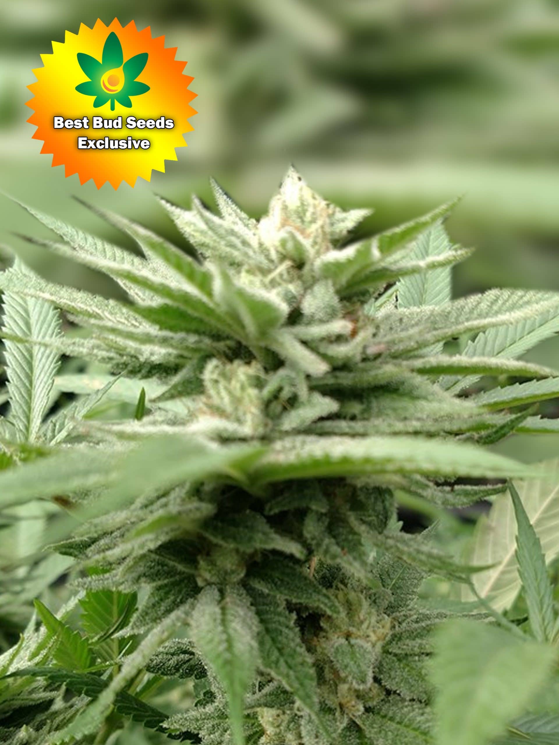 Featured image for “Sour Cookies (Larry OG X Animal Cookies)”
