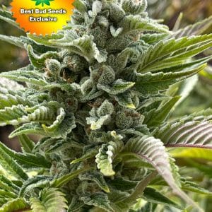 Best Bud Seeds Online Seed Bank Sour Punch | Best Bud Seeds