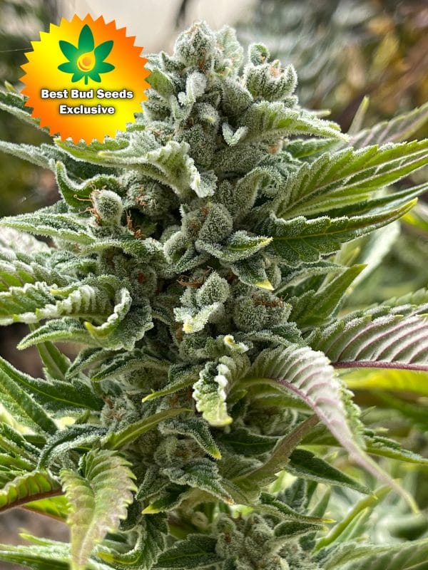 Best Bud Seeds Online Seed Bank Sour Punch scaled | Best Bud Seeds